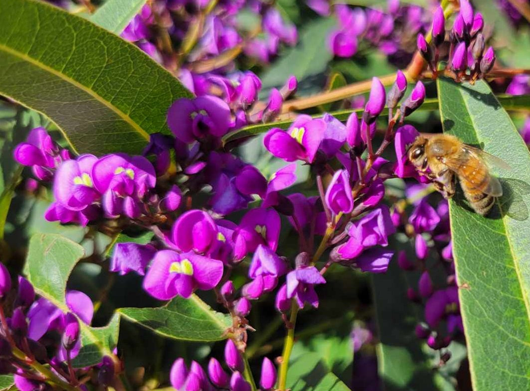 Hardenbergia violacea - HAPPY WANDERER - Native Sarsparilla