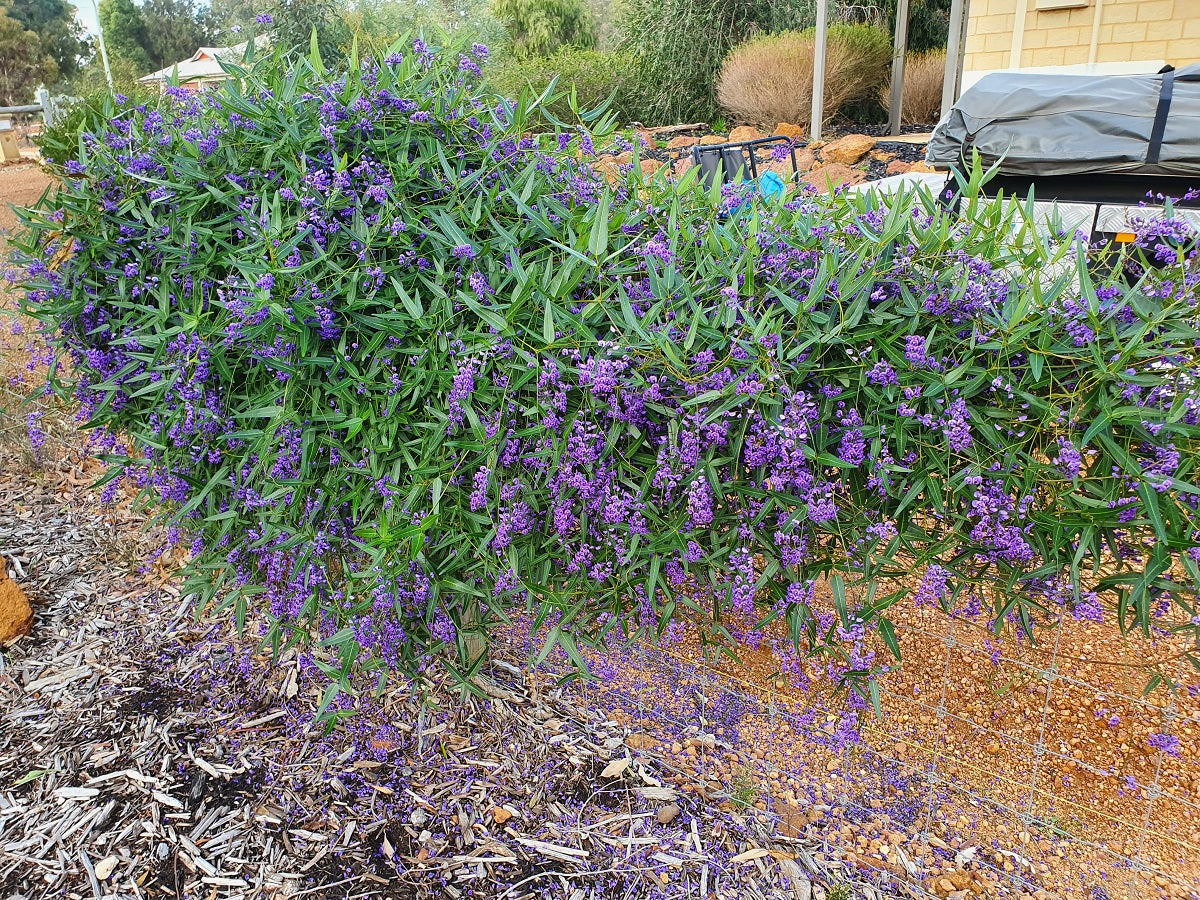 Hardenbergia violacea - HAPPY WANDERER - Native Sarsparilla