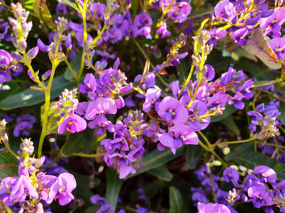 Hardenbergia violacea - HAPPY WANDERER - Native Sarsparilla