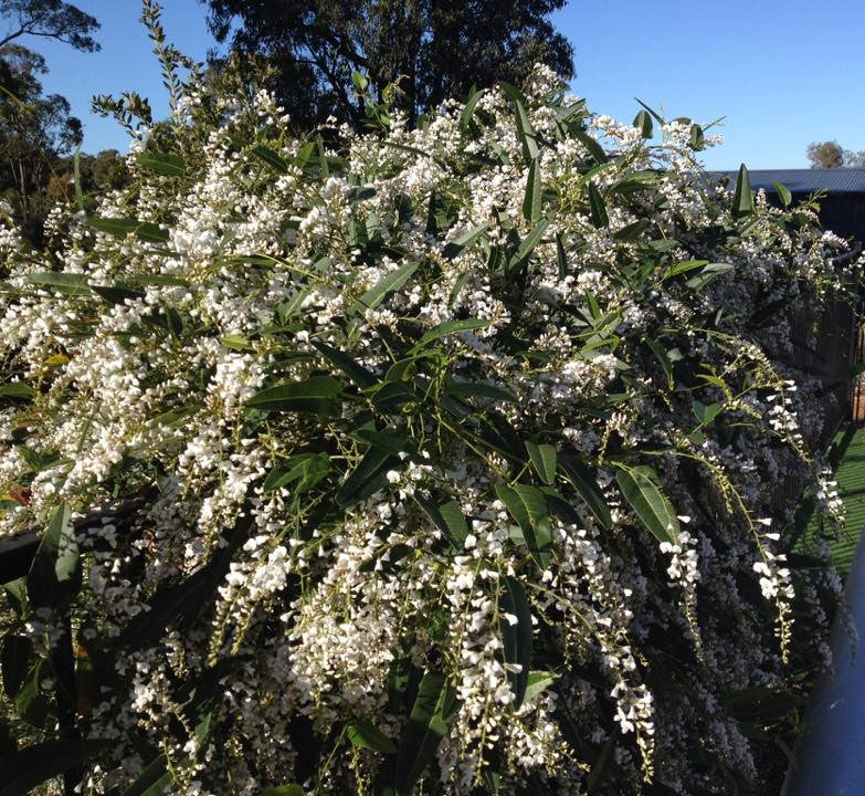 Hardenbergia violacea - WHITE OUT - Native Sarsparilla