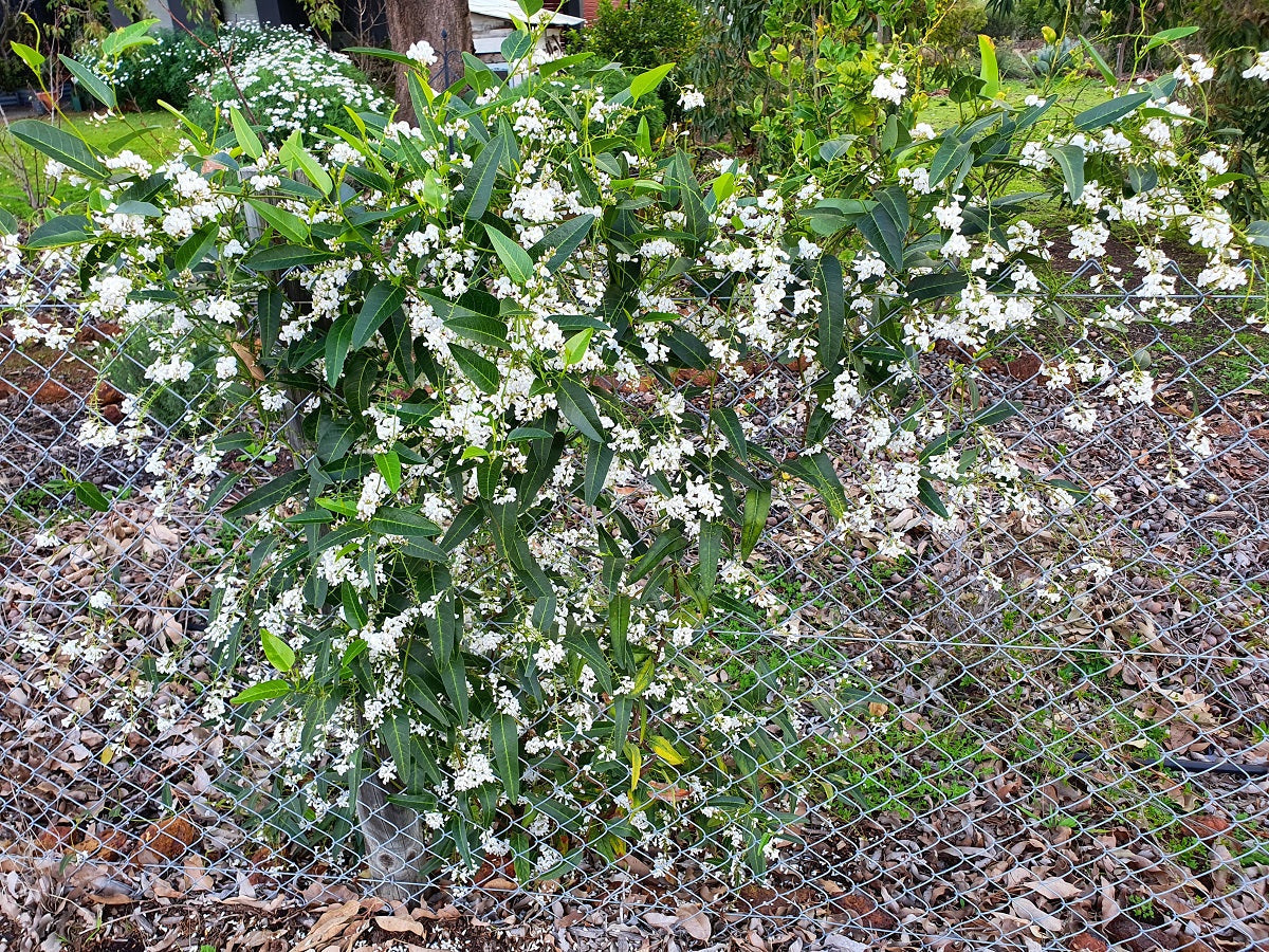 Hardenbergia violacea - WHITE OUT - Native Sarsparilla