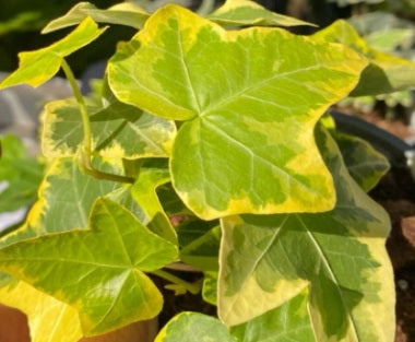 Hedera helix - CASCADE GOLD - Variegated English Ivy