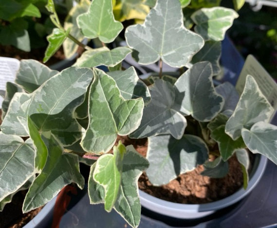 Hedera helix - CASCADE WHITE - Variegated English Ivy