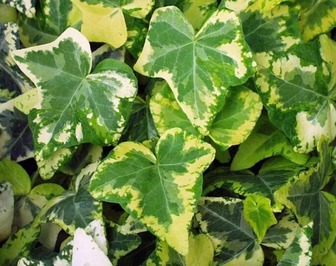 Hedera helix - GOLDEN INGOT - Variegated English Ivy