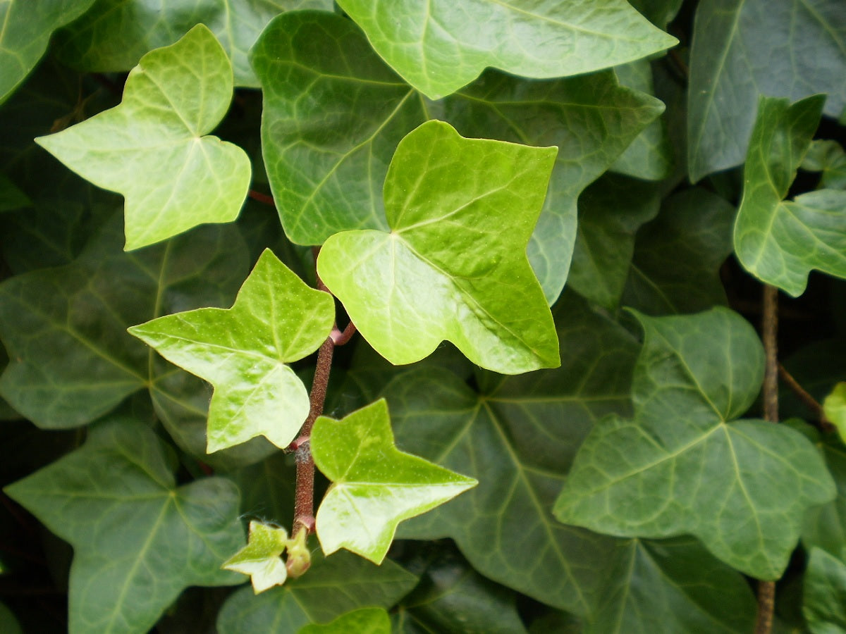 Hedera helix - English Ivy