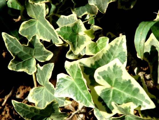 Hedera helix - Variegated - English Ivy