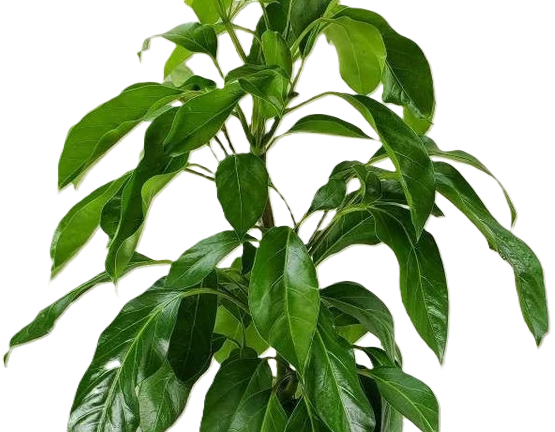 Heptapleurum actinophyllum - ALPINE JUNIOR - Dwarf Amate Australian Umbrella Tree