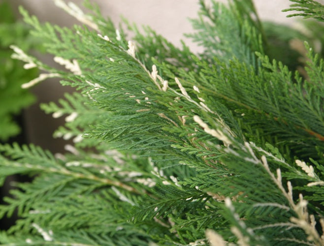 Hesperotropsis leylandii - SILVER DUST - Leyland Cypress