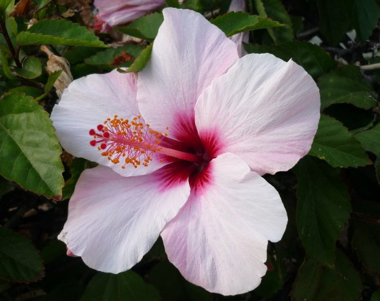 Hibiscus rosa-sinensis - APPLE BLOSSOM - China Rose