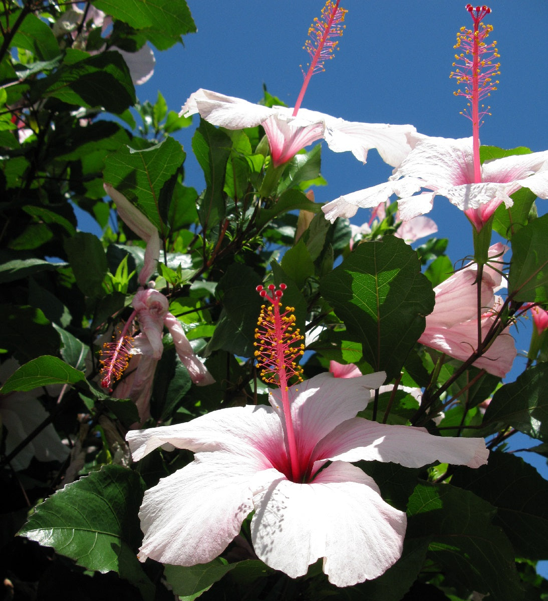 Hibiscus rosa-sinensis - APPLE BLOSSOM - China Rose