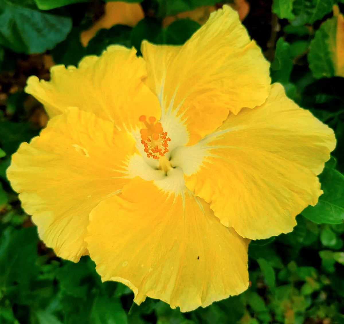 Hibiscus rosa-sinensis - BRUCEII - China Rose