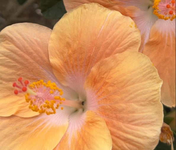 Hibiscus rosa-sinensis - CELIA - China Rose