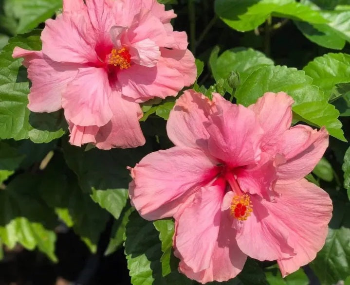 Hibiscus rosa-sinensis - CILE TINNEY - China Rose