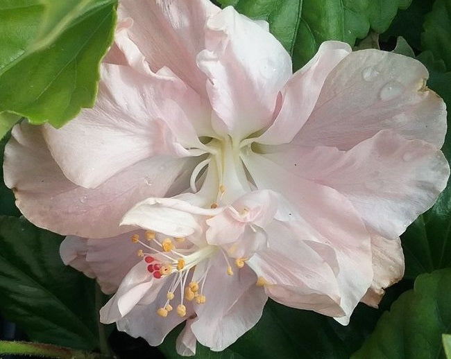 Hibiscus rosa-sinensis - ENID LEWIS - China Rose