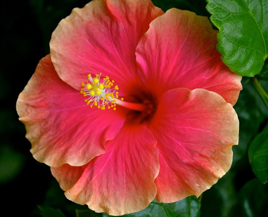 Hibiscus rosa-sinensis - MADANG - China Rose