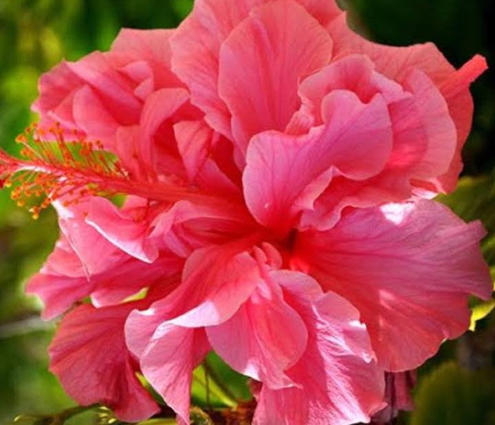 Hibiscus rosa-sinensis - MRS GEORGE DAVIS - China Rose