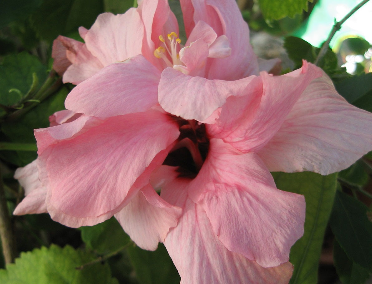 Hibiscus rosa-sinensis - PEACH BLOW - China Rose