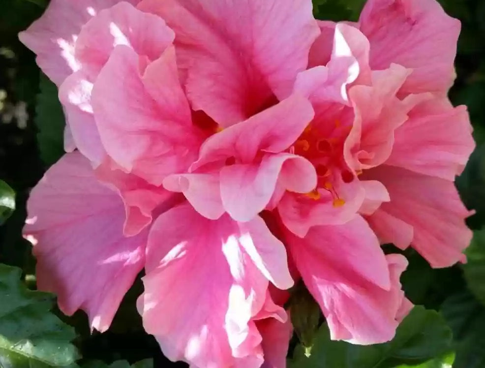 Hibiscus rosa-sinensis - POWDER PUFF - China Rose