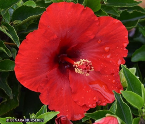 Hibiscus rosa-sinensis - Tradewinds® TONGA WIND - China Rose 'YB-2929' PBR