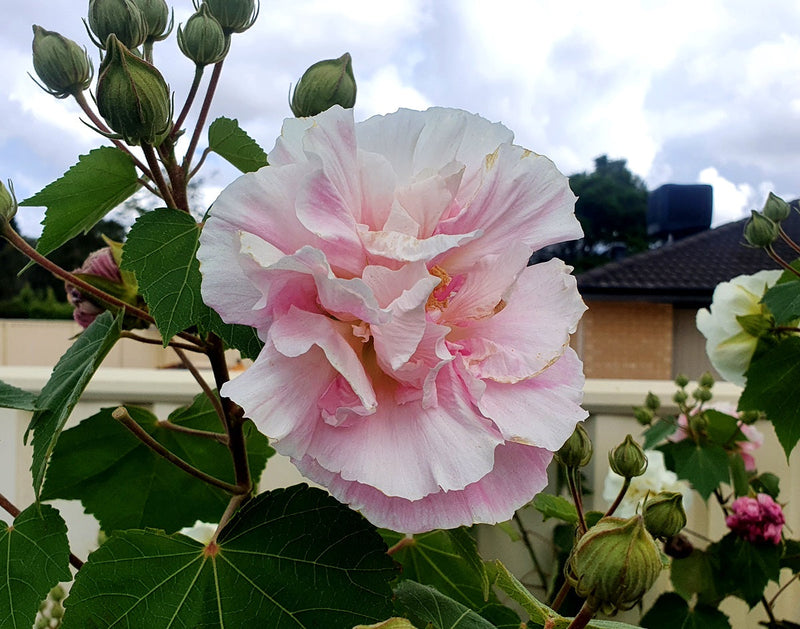 Hibiscus mutabilis - Confederate Rose