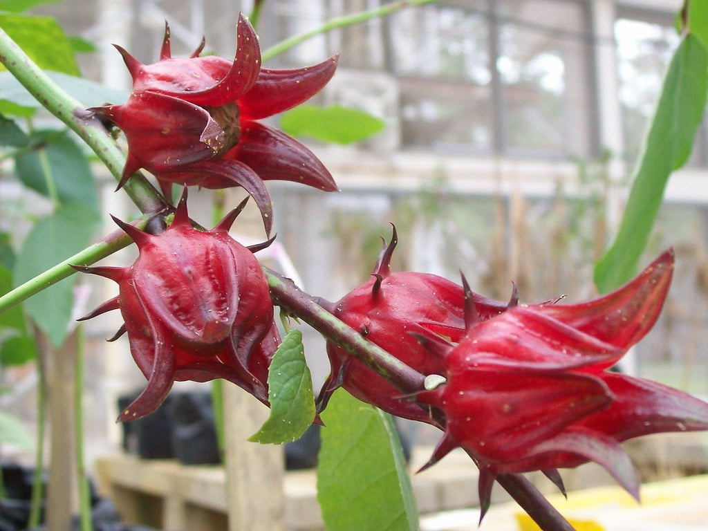 Hibiscus sabdariffa - Roselle