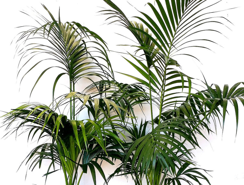 Howea forsteriana - Kentia Palm