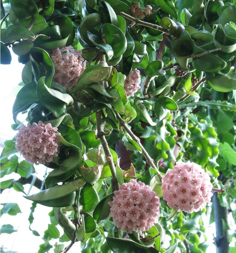 Hoya carnosa - INDIAN ROPE - Wax Flower