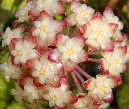 Hoya - NONG NOOCH - Wax Flower