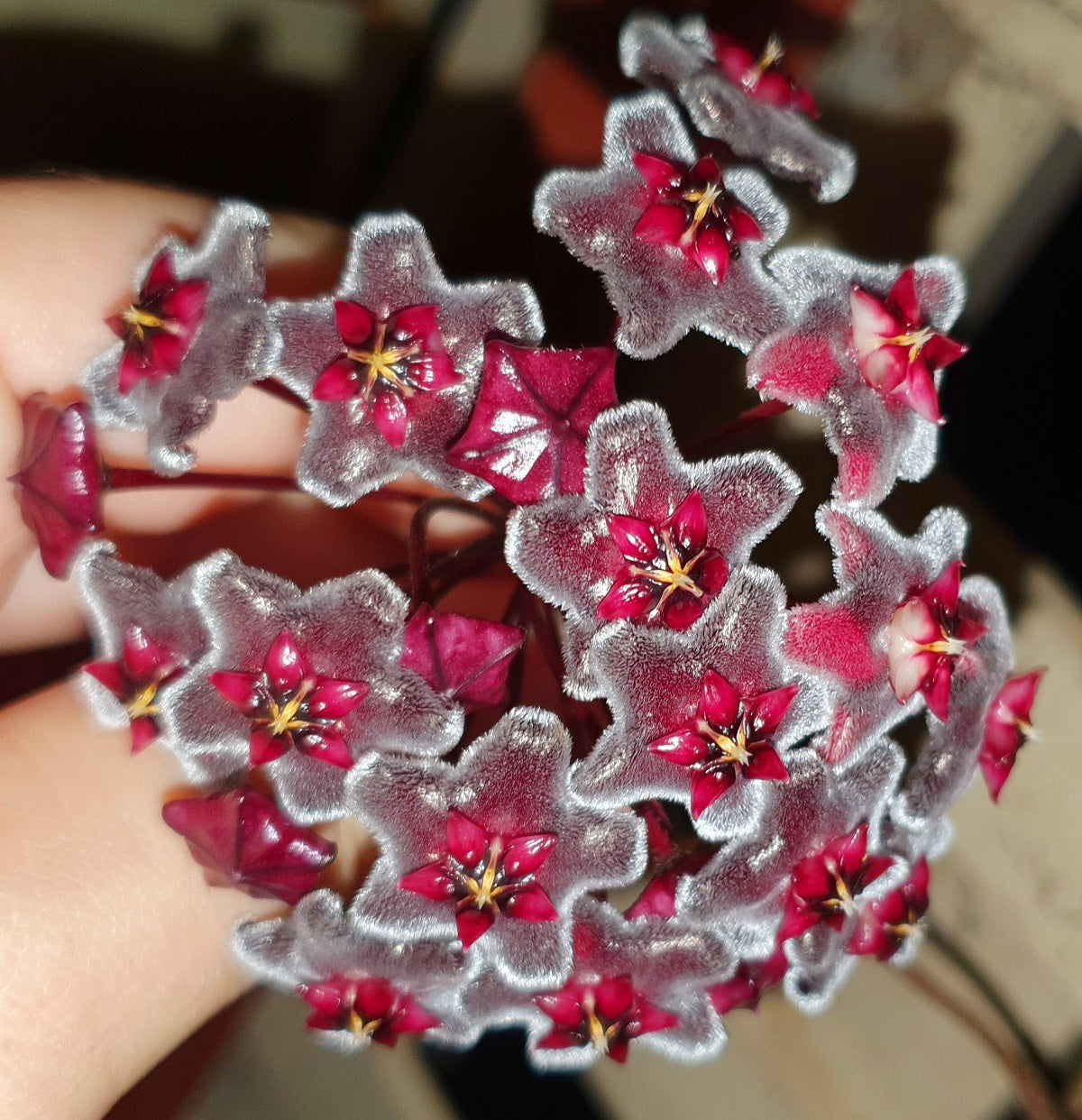 Hoya pubicalyx - ROYAL HAWAIIAN PURPLE - Wax Flower Hanging Basket