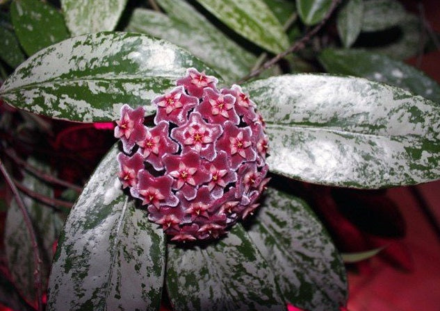 Hoya pubicalyx - SILVER SPLASH - Wax Flower