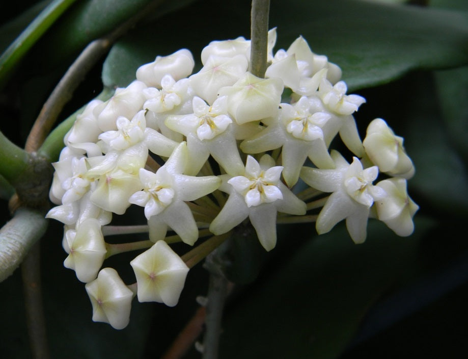 Hoya arnottiana - Arnotts Wax Flower