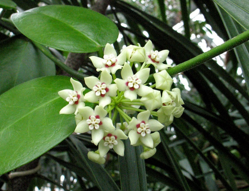 Hoya australis - Wax Flower Seed-Grown Multiplanter Hanging Basket