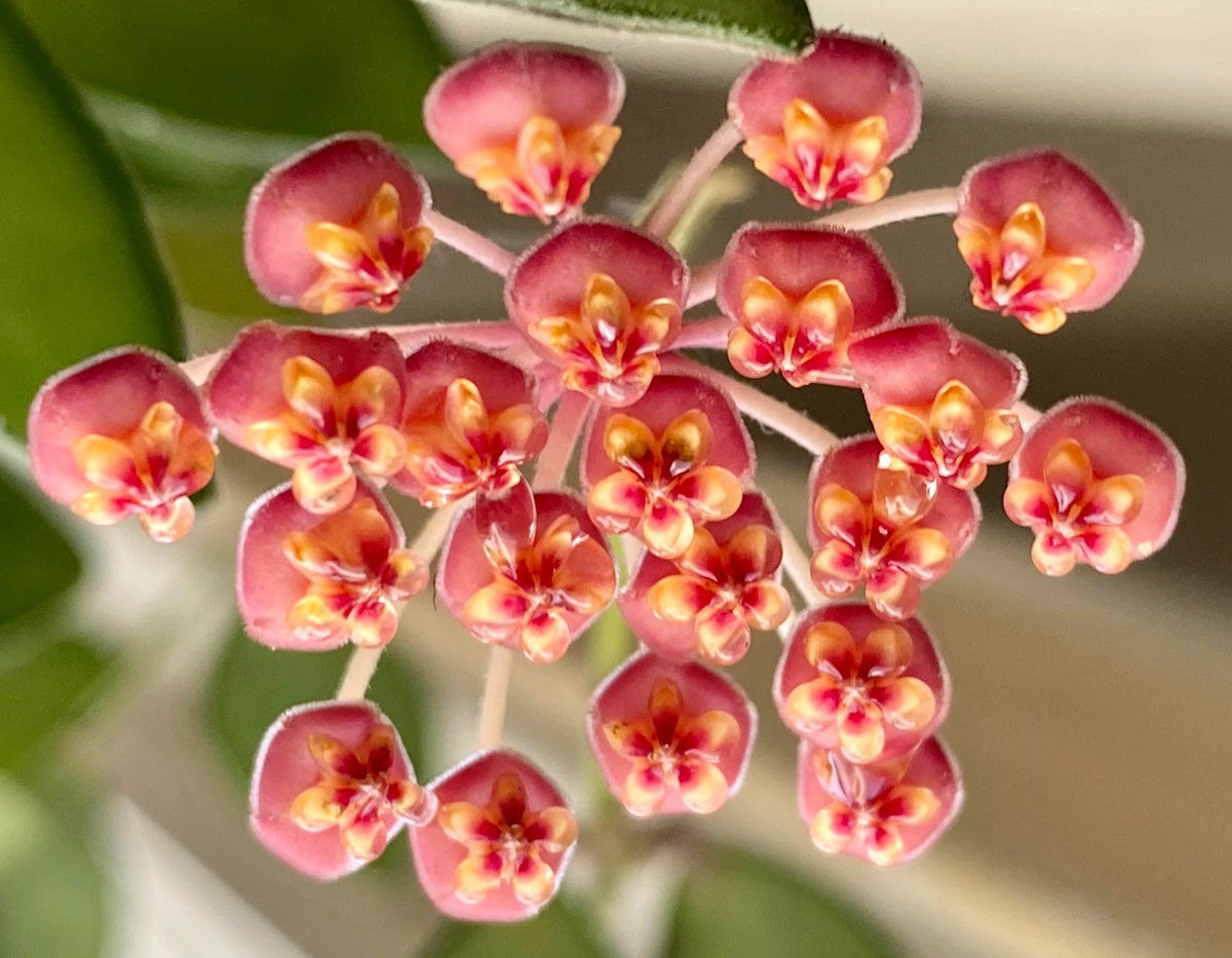 Hoya bilobata - Porcelain Wax Flower Hanging Basket