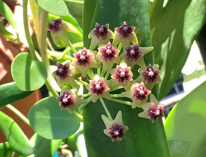 Hoya cumingiana - Wax Flower