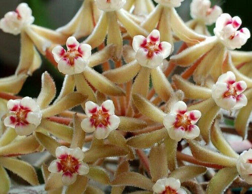 Hoya curtisii - Fung Wax Flower