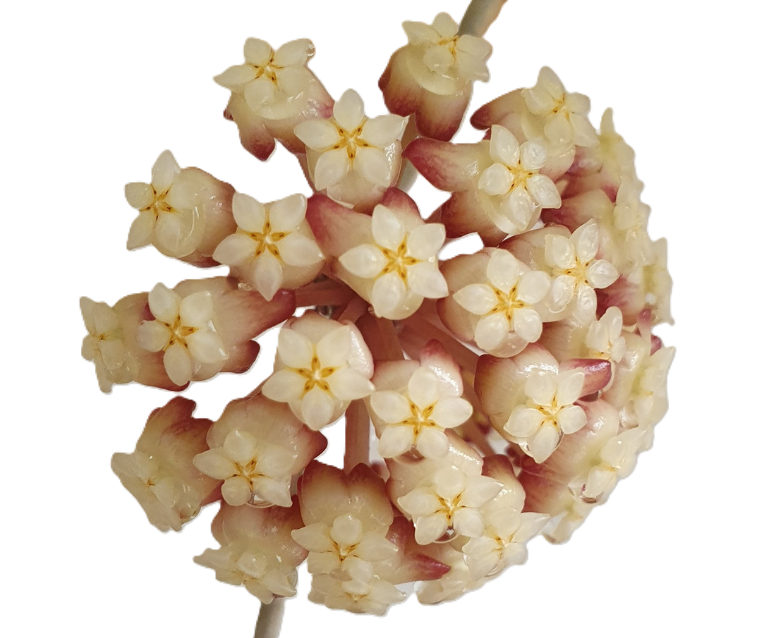 Hoya finlaysonii - Wax Flower