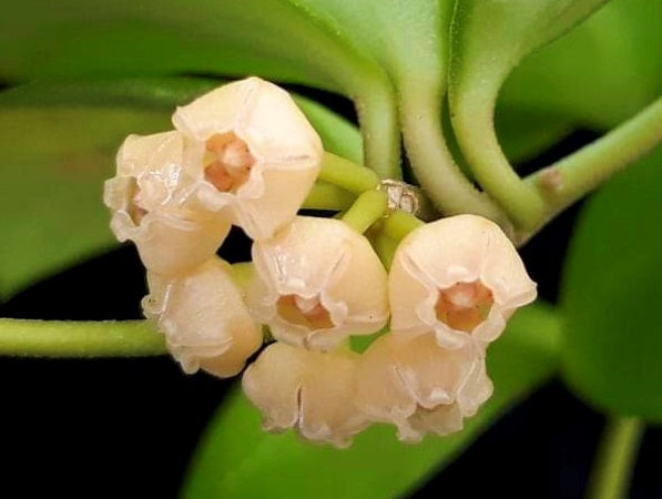 Hoya heuschkeliana - Wax Flower