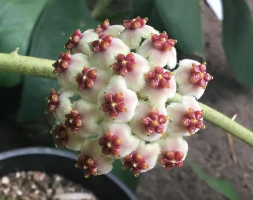 Hoya kerrii albomarginata - Variegated Sweetheart Hoya Hanging Basket