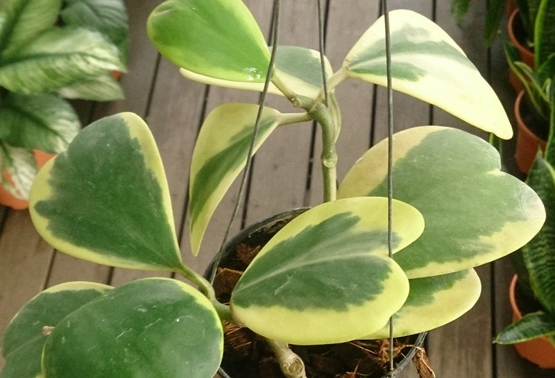 Hoya kerrii albomarginata - Variegated Sweetheart Hoya Hanging Basket