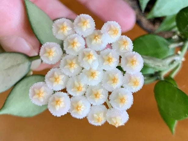 Hoya lacunosa - Wax Flower