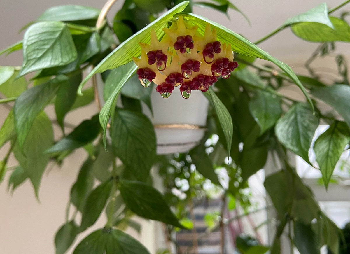 Hoya polyneura - Fishtail Hoya