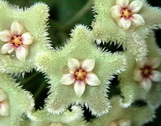 Hoya serpens - Wax Flower