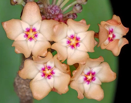 Hoya verticillata - BRONZE - Wax Flower