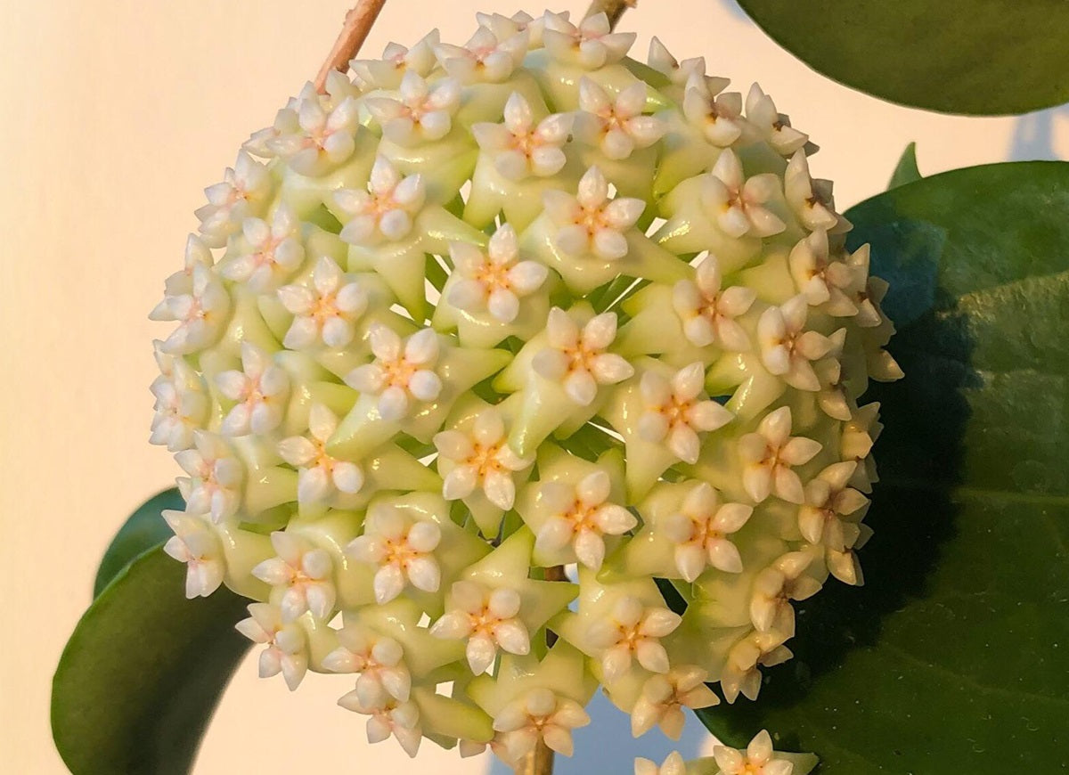 Hoya verticillata citrina - MALAYSIA - Wax Flower