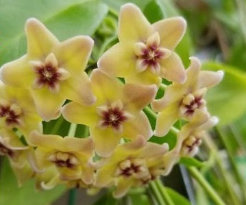 Hoya vitiensis - YELLOW - Wax Flower