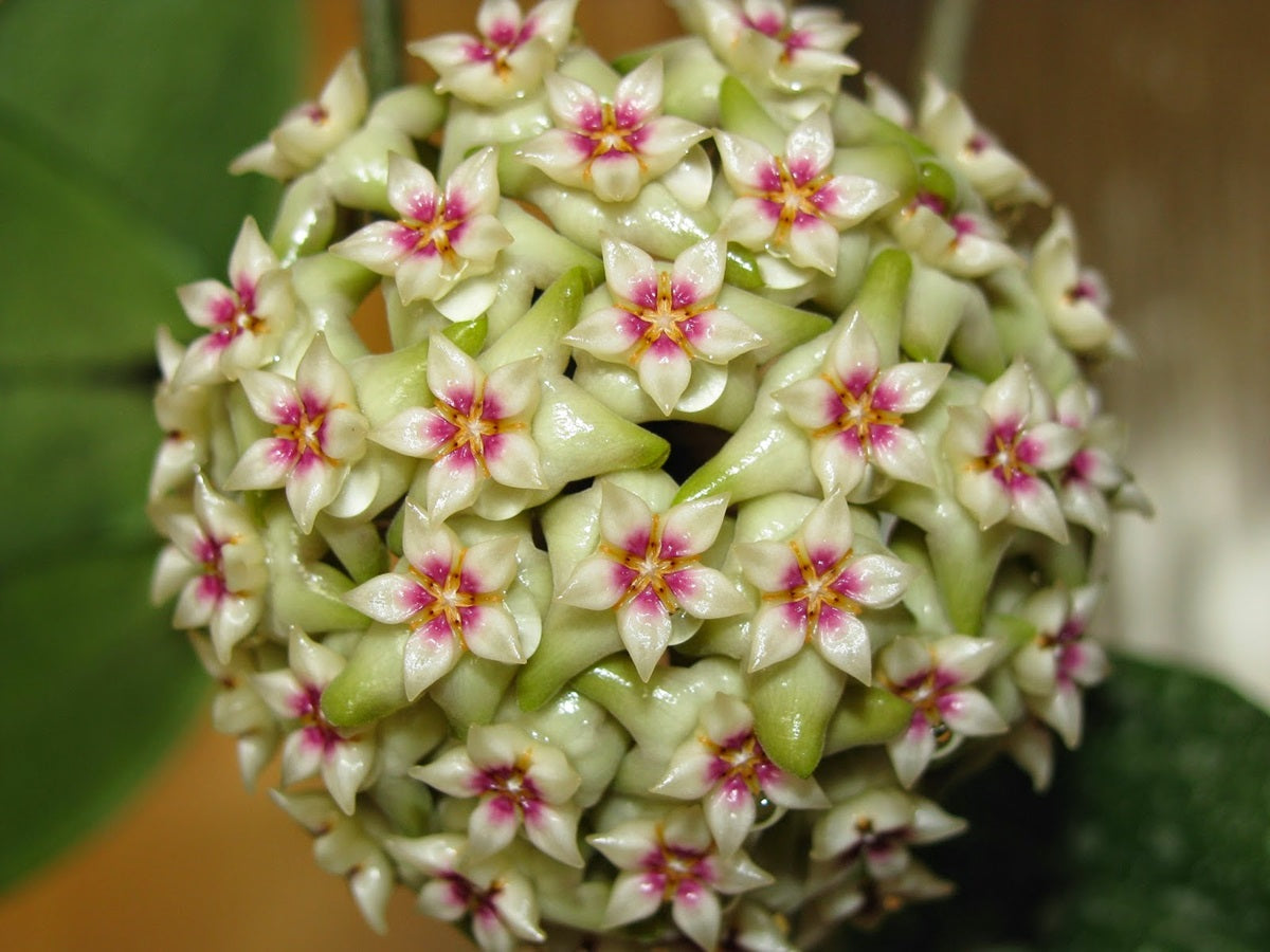 Hoya wibergiae - Wax Flower