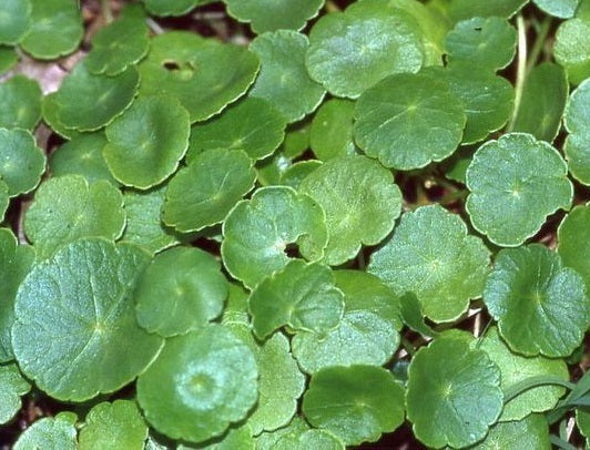 Hydrocotyle sibthorpioides - Marsh Pennywort Water Plant