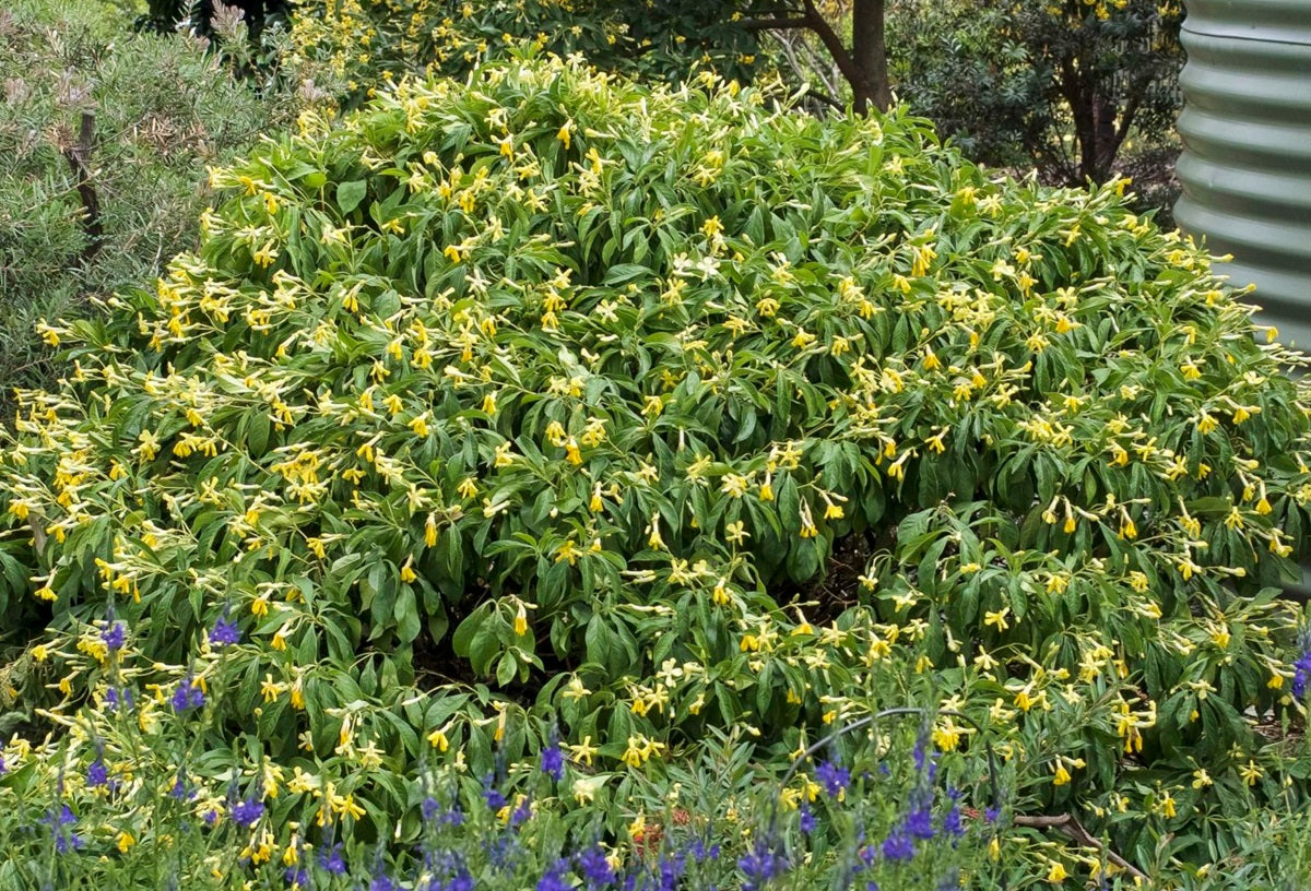 Hymenosporum flavum - GOLD NUGGET - Dwarf Native Frangipani