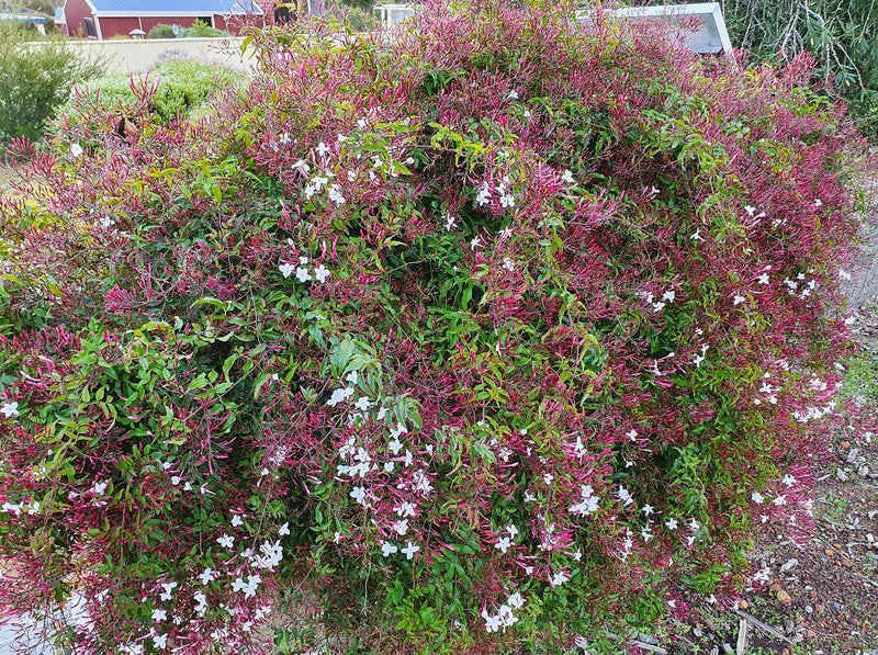 Jasminum polyanthum - Pink Jasmine