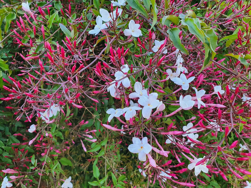 Jasminum polyanthum - Pink Jasmine